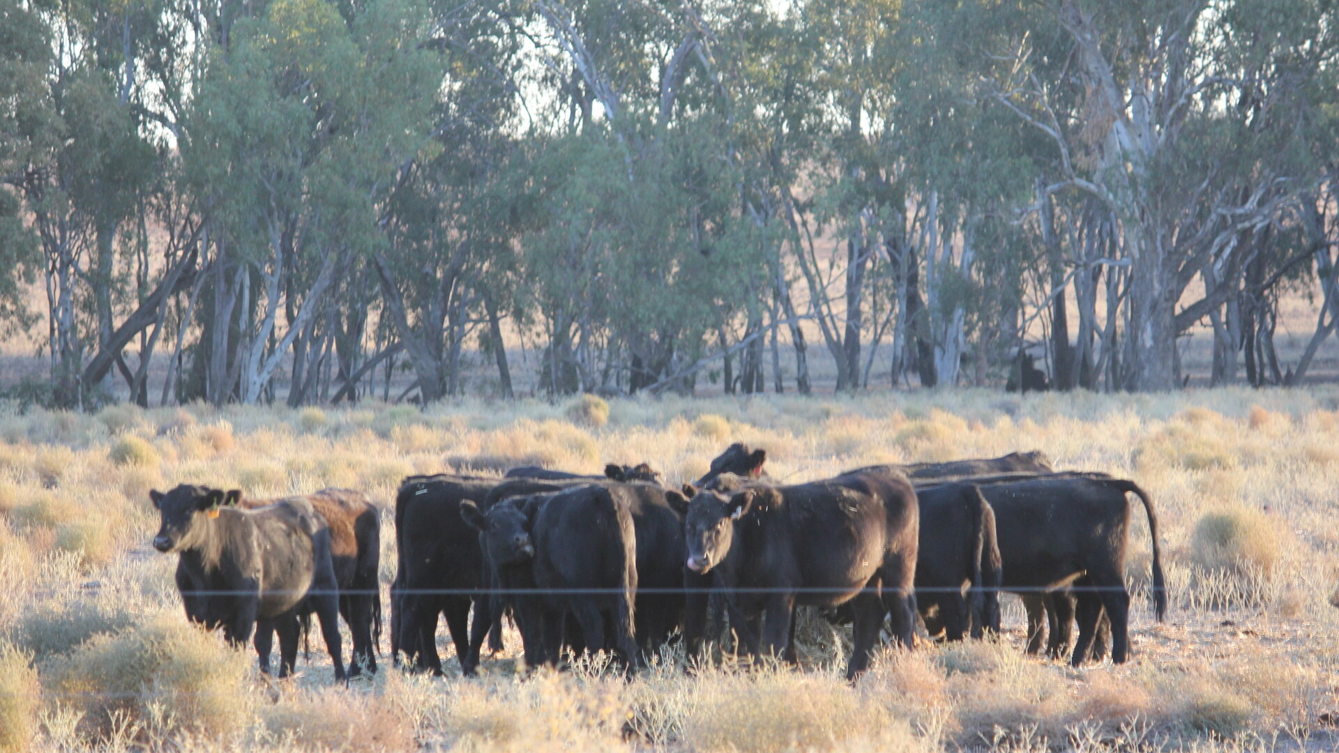 1/1097 Irrigation Way, Narrandera NSW 2700 - photo 5