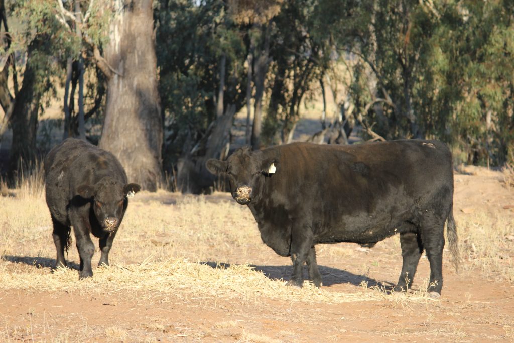 1/1097 Irrigation Way, Narrandera NSW 2700 - photo 6