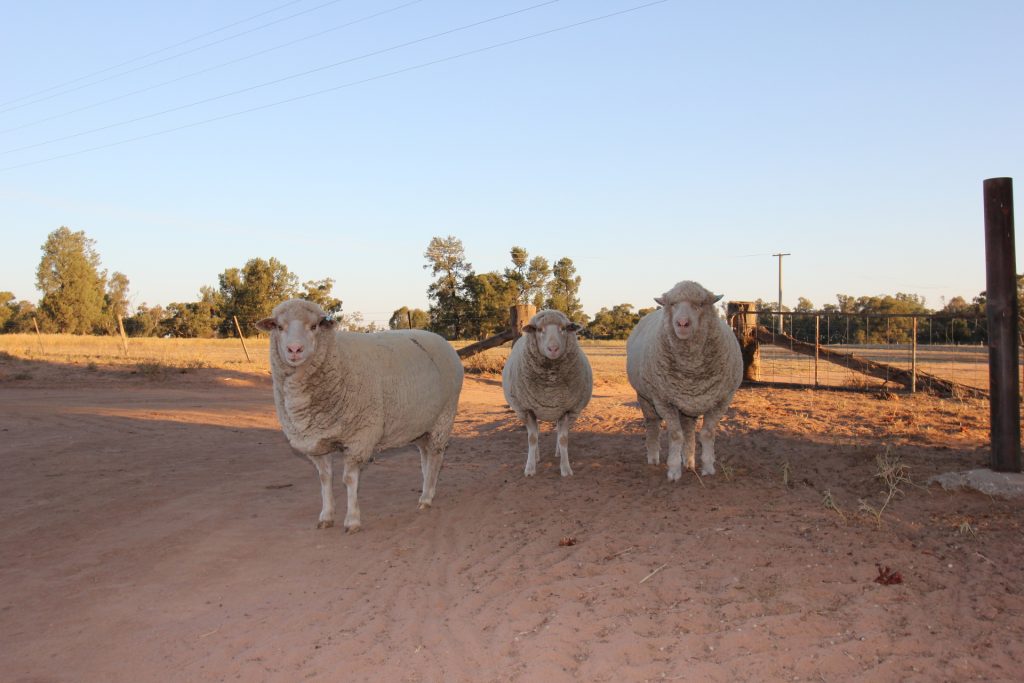 1/1097 Irrigation Way, Narrandera NSW 2700 - photo 7