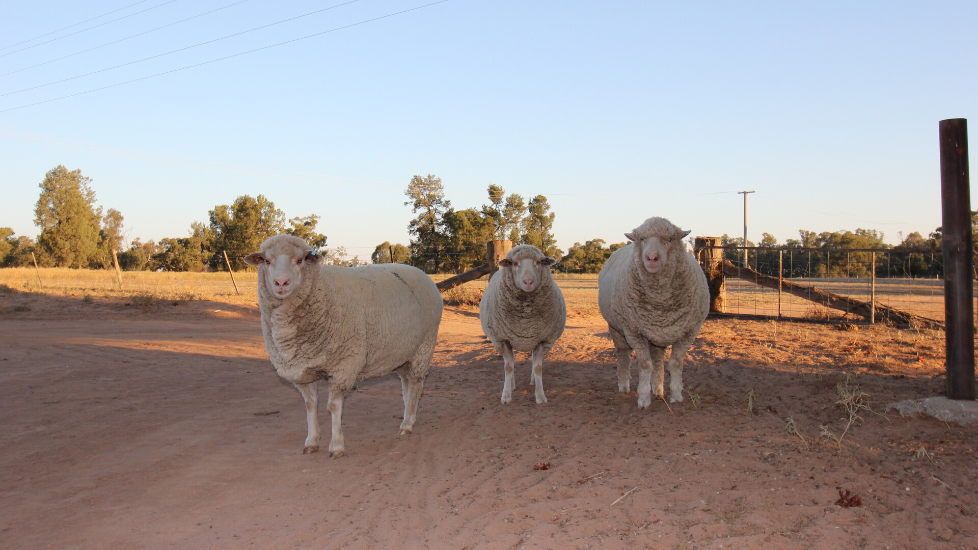 1/1097 Irrigation Way, Narrandera NSW 2700 - photo 7