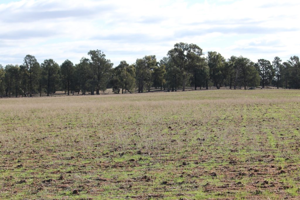 1/1097 Irrigation Way, Narrandera NSW 2700 - photo 9