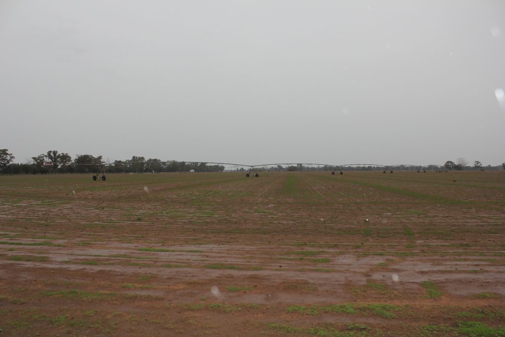 397 Caseys Road, Berrigan NSW 2712 - photo 5
