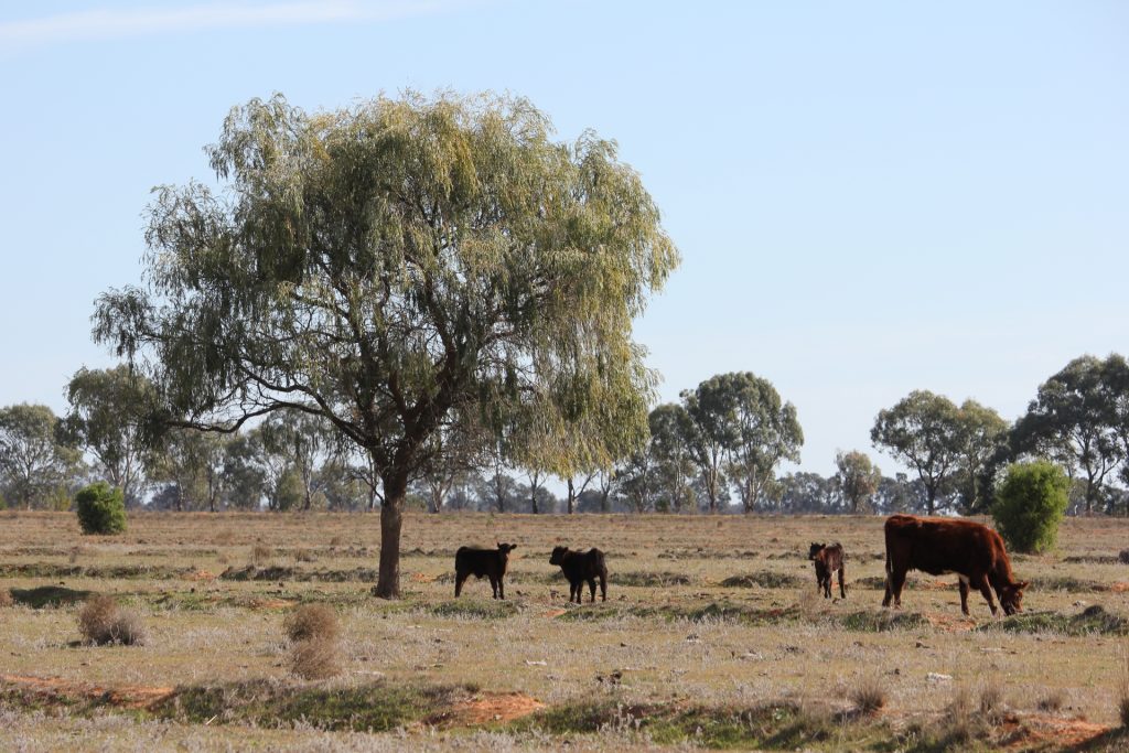 Glenn Road, Coleambally NSW 2707 - photo 4