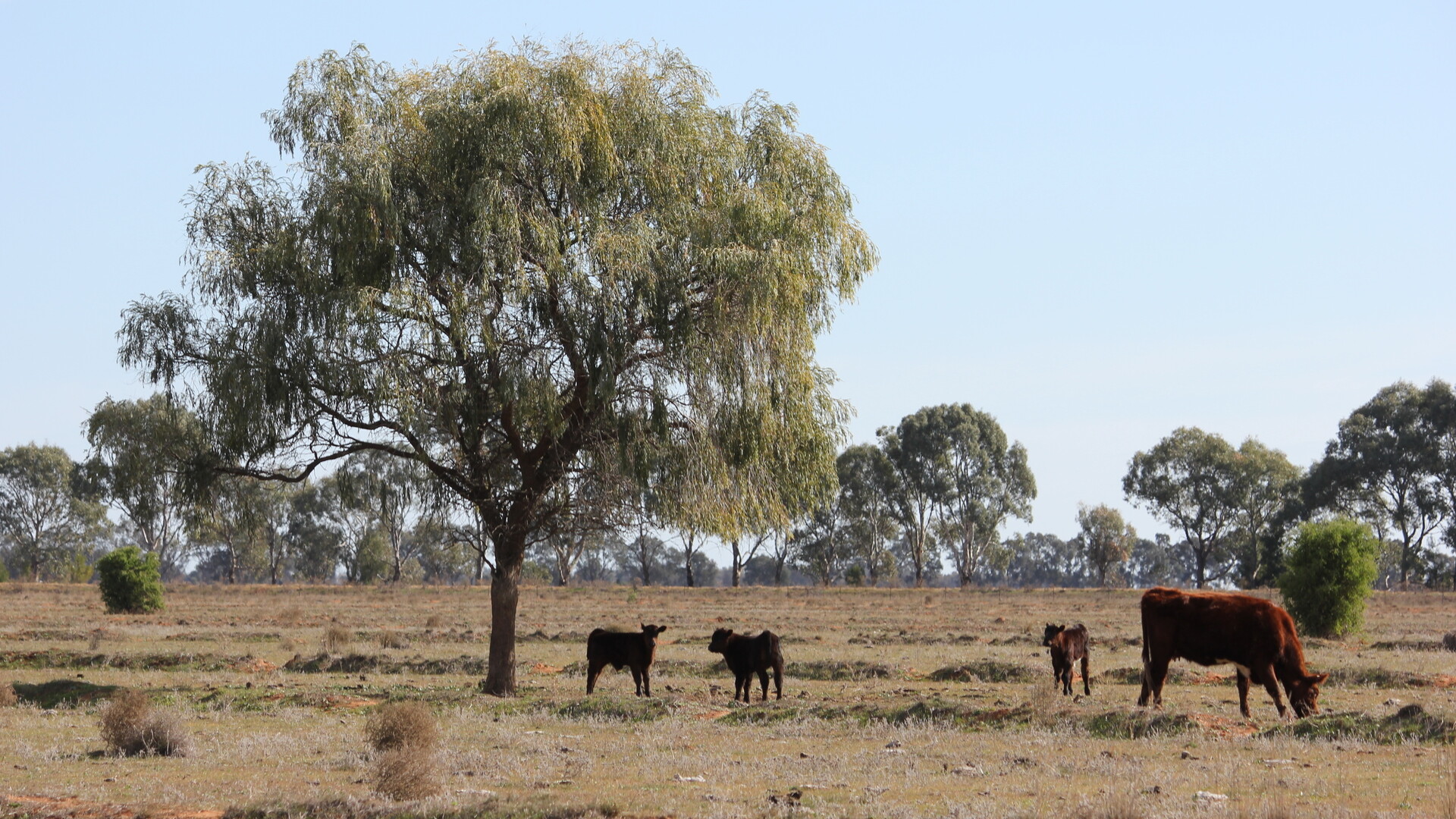 Glenn Road, Coleambally NSW 2707 - photo 4