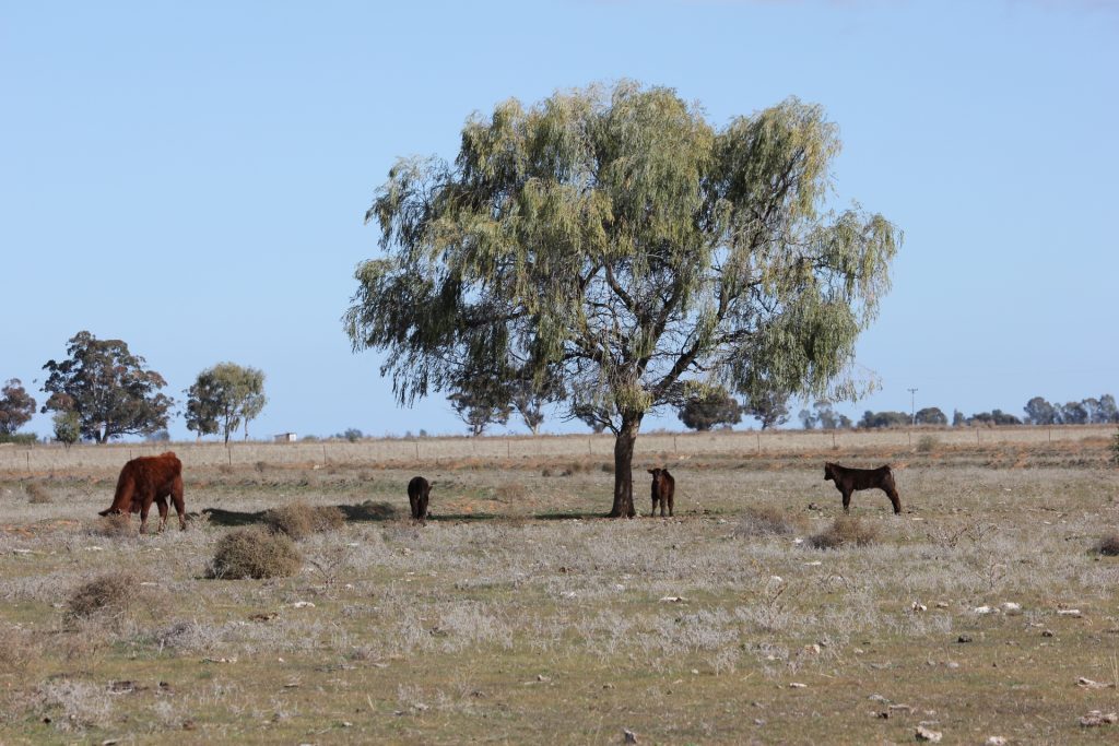 Glenn Road, Coleambally NSW 2707 - photo 5