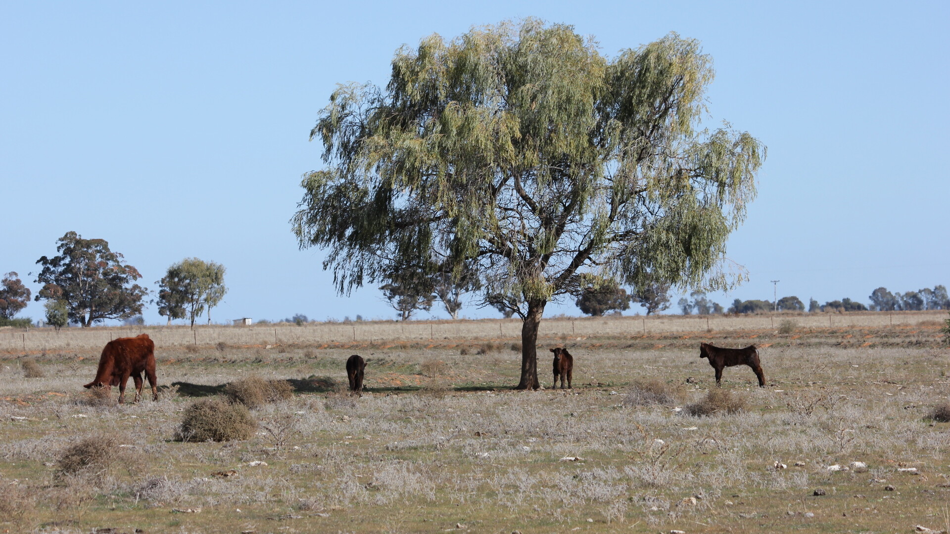 Glenn Road, Coleambally NSW 2707 - photo 5