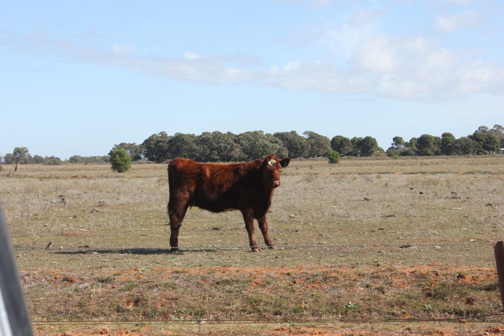 Glenn Road, Coleambally NSW 2707 - photo 7