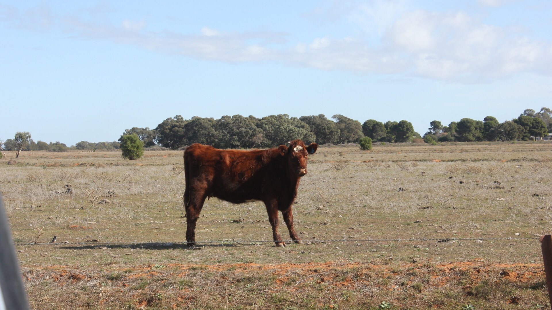 Glenn Road, Coleambally NSW 2707 - photo 7