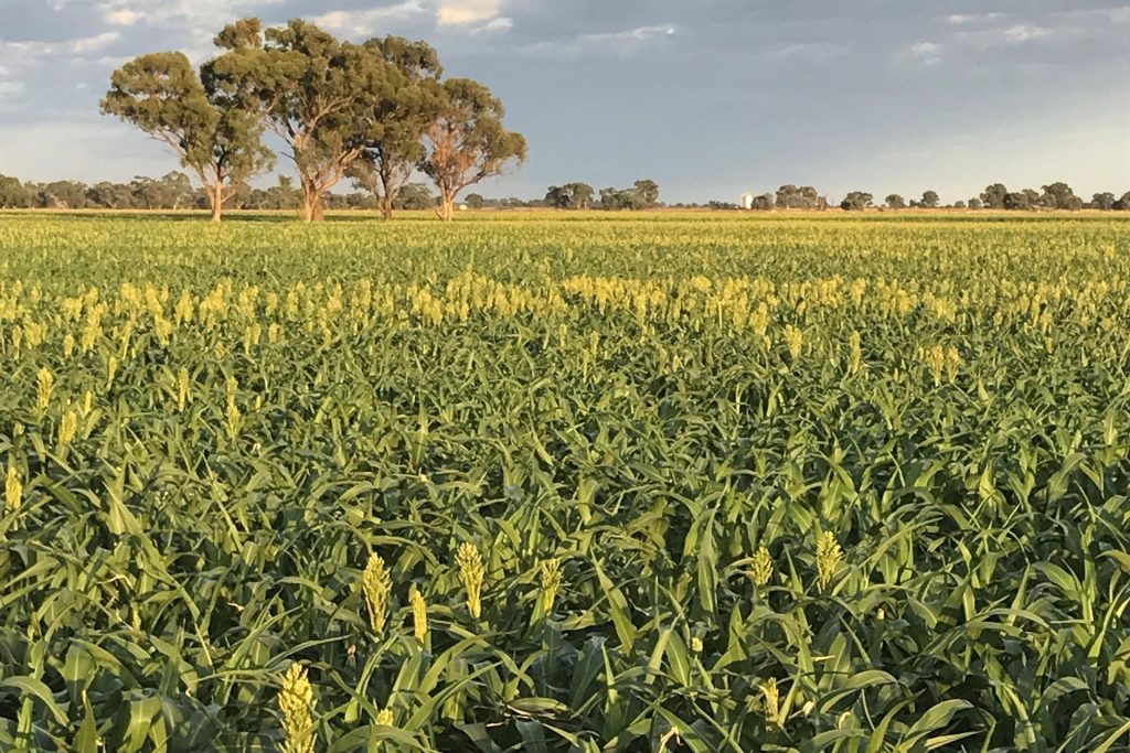 Wunnamurra Road, Jerilderie NSW 2716 - photo 4