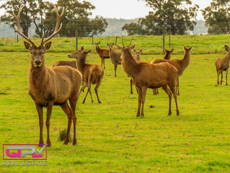444 Irrigation Way, Narrandera NSW 2700 - photo 7