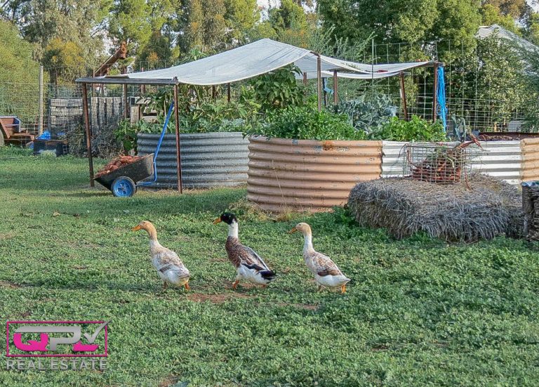 444 Irrigation Way, Narrandera NSW 2700 - photo 10