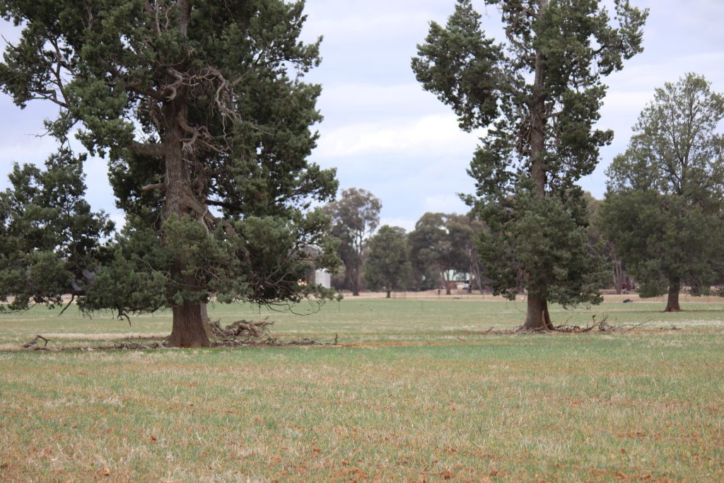 7589 Burley Griffin Way, Temora NSW 2666 - photo 14