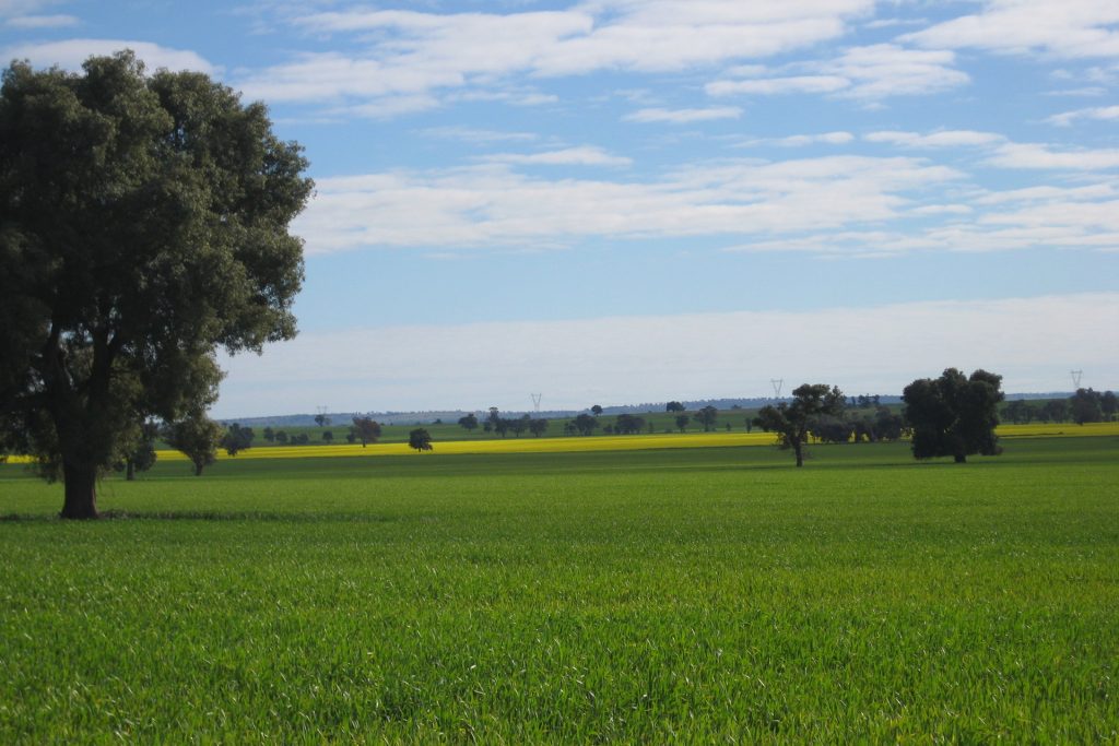 1371 Sandigo Road, Boree Creek NSW 2652 - McGrath Riverina