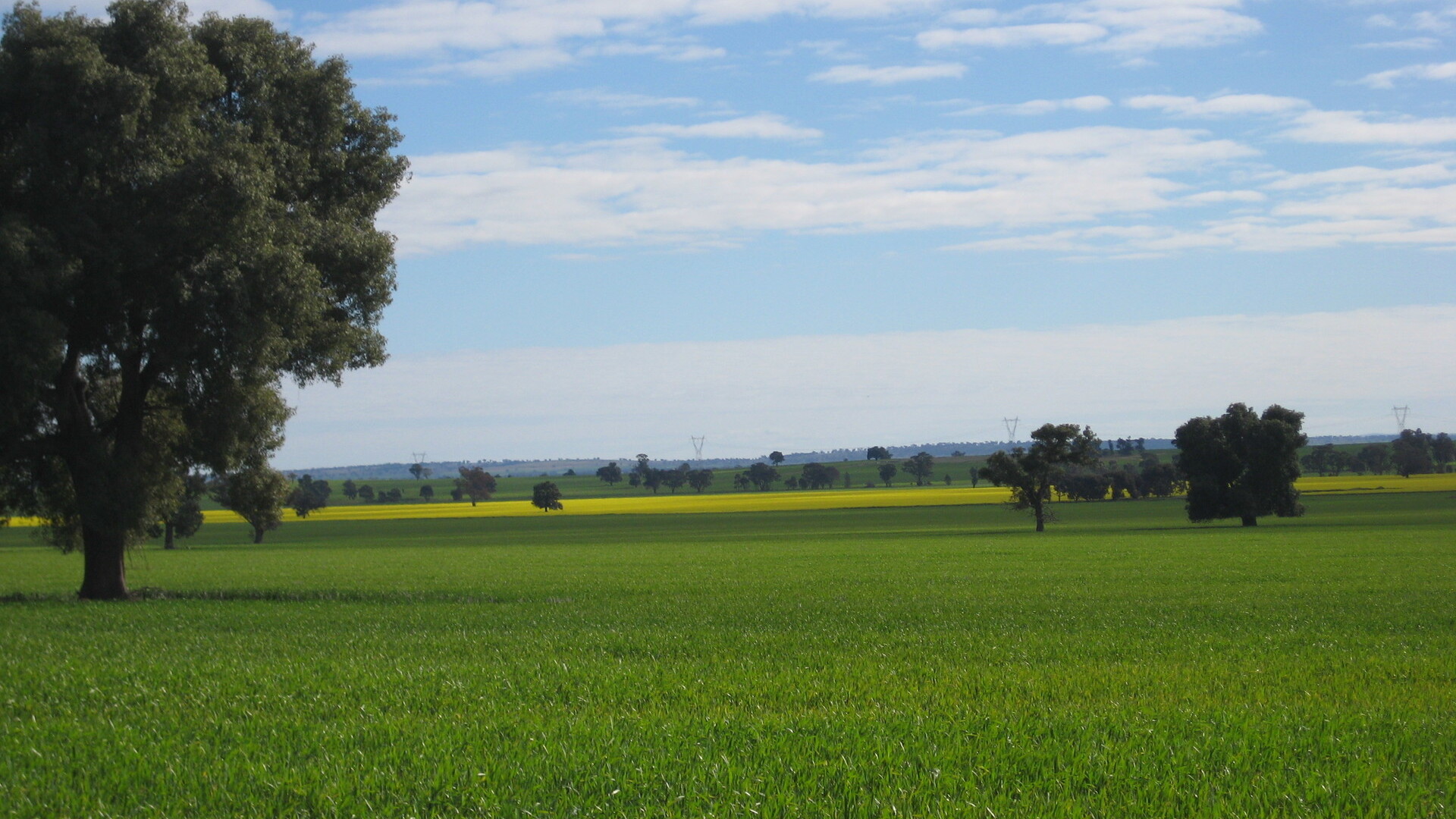 1371 Sandigo Road, Boree Creek NSW 2652 - McGrath Riverina