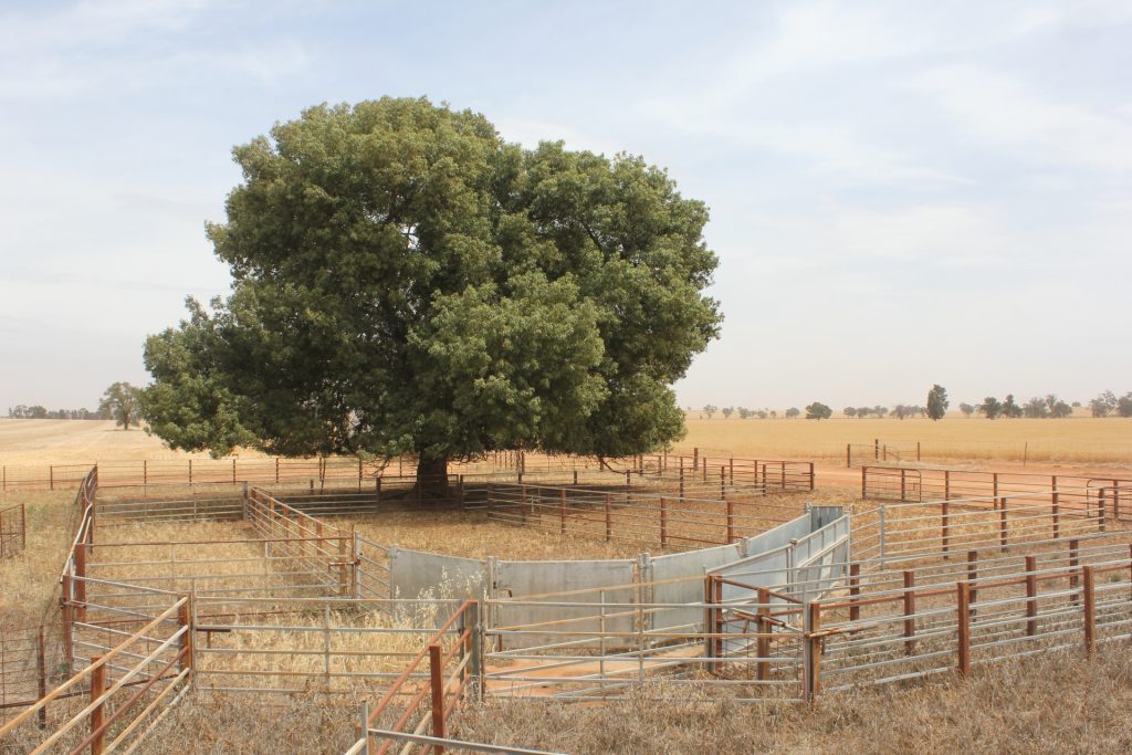 1371 Sandigo Road, Boree Creek NSW 2652 - photo 8