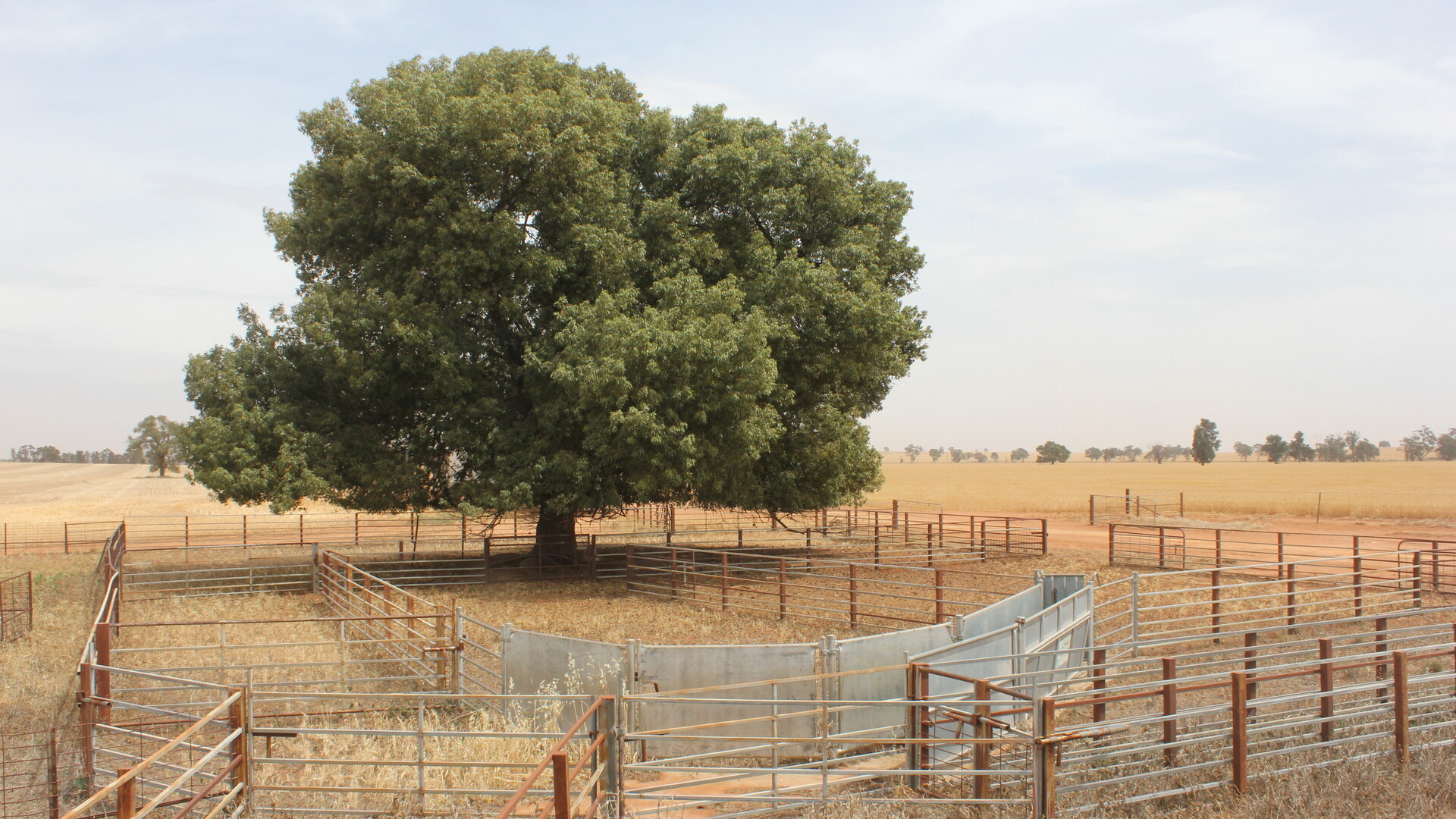 1371 Sandigo Road, Boree Creek NSW 2652 - photo 8
