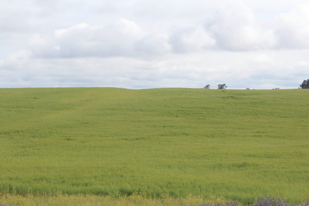 57 Newell Highway, Gillenbah NSW 2700 - photo 4