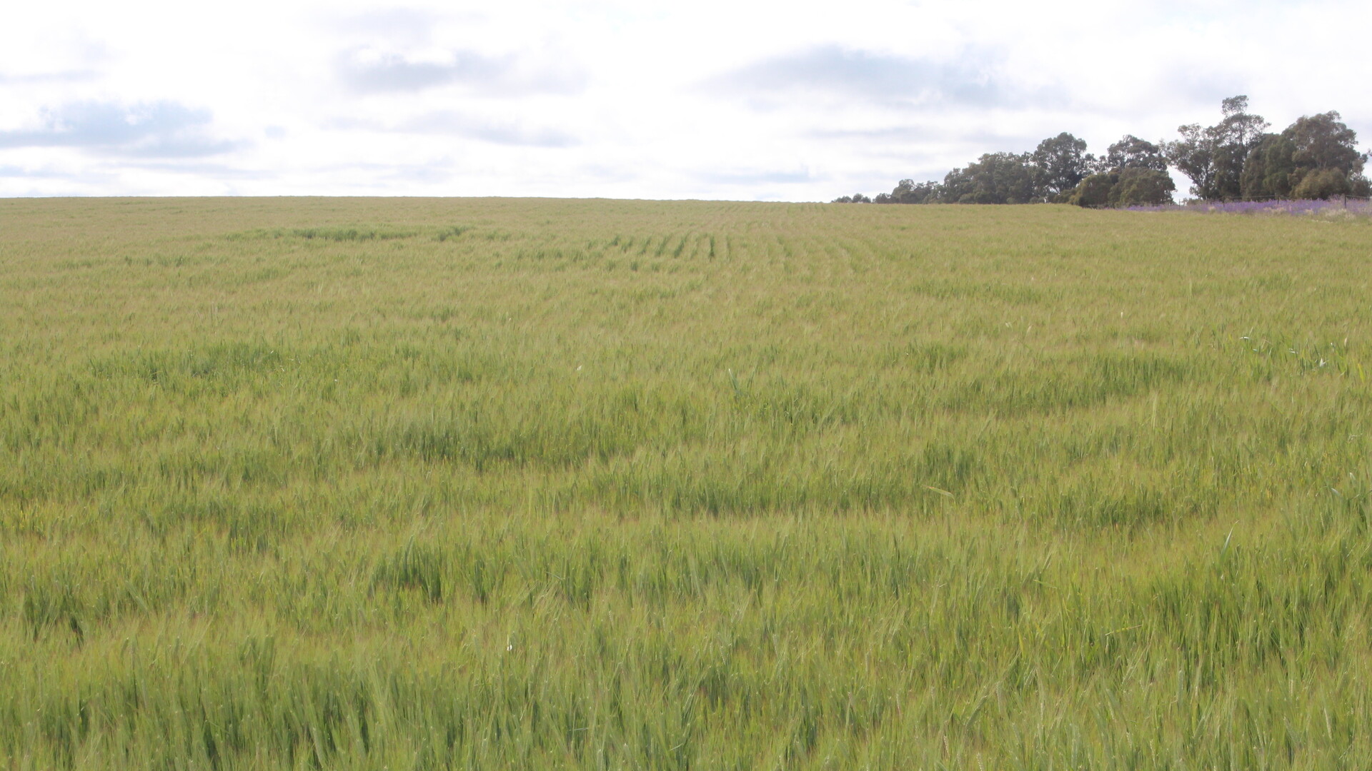 57 Newell Highway, Gillenbah NSW 2700 - photo 7