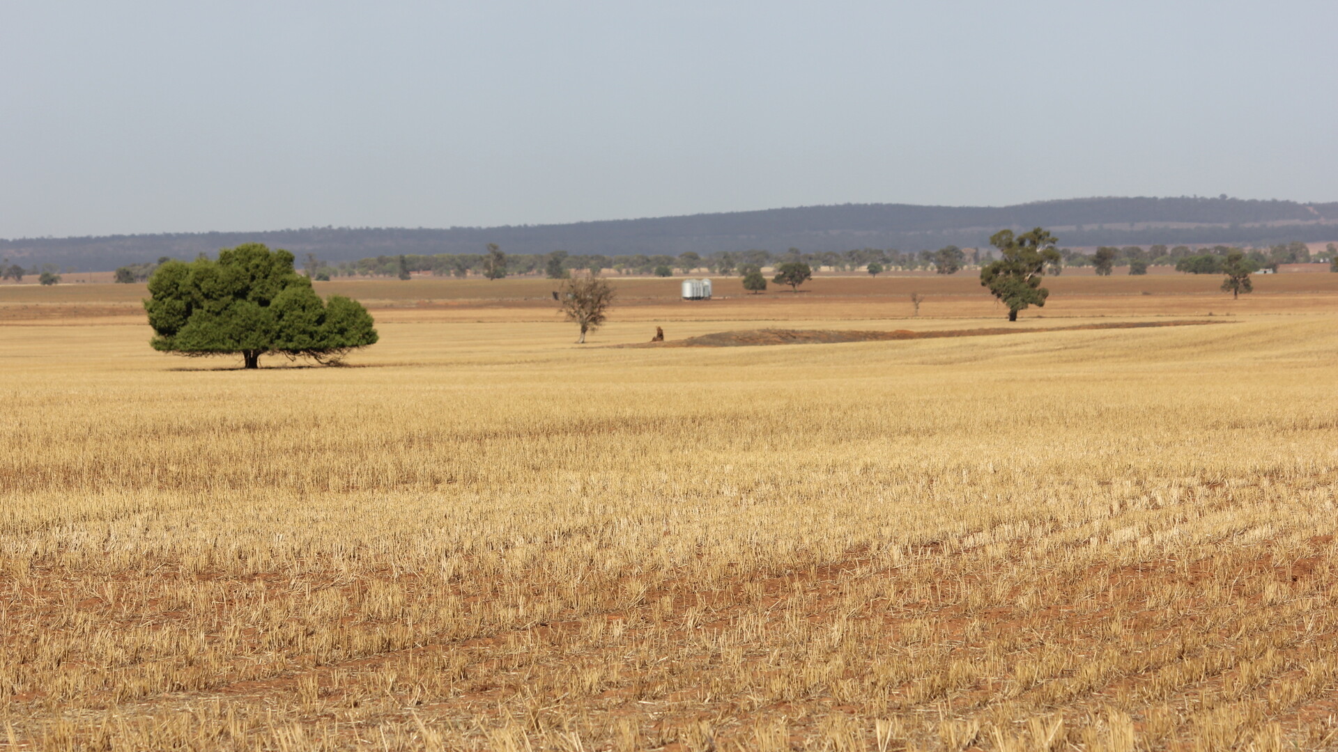 3819 Newell Highway, Grong Grong NSW 2652 - photo 8