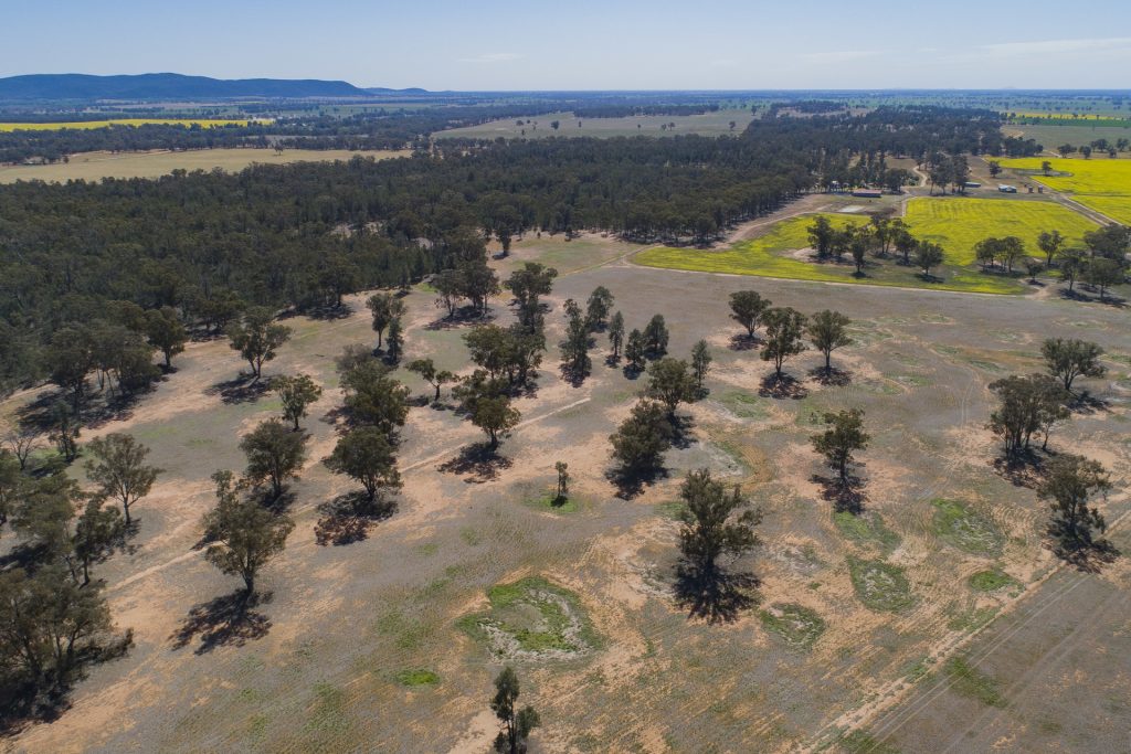 Baldwins Road, Temora NSW 2666 - photo 33