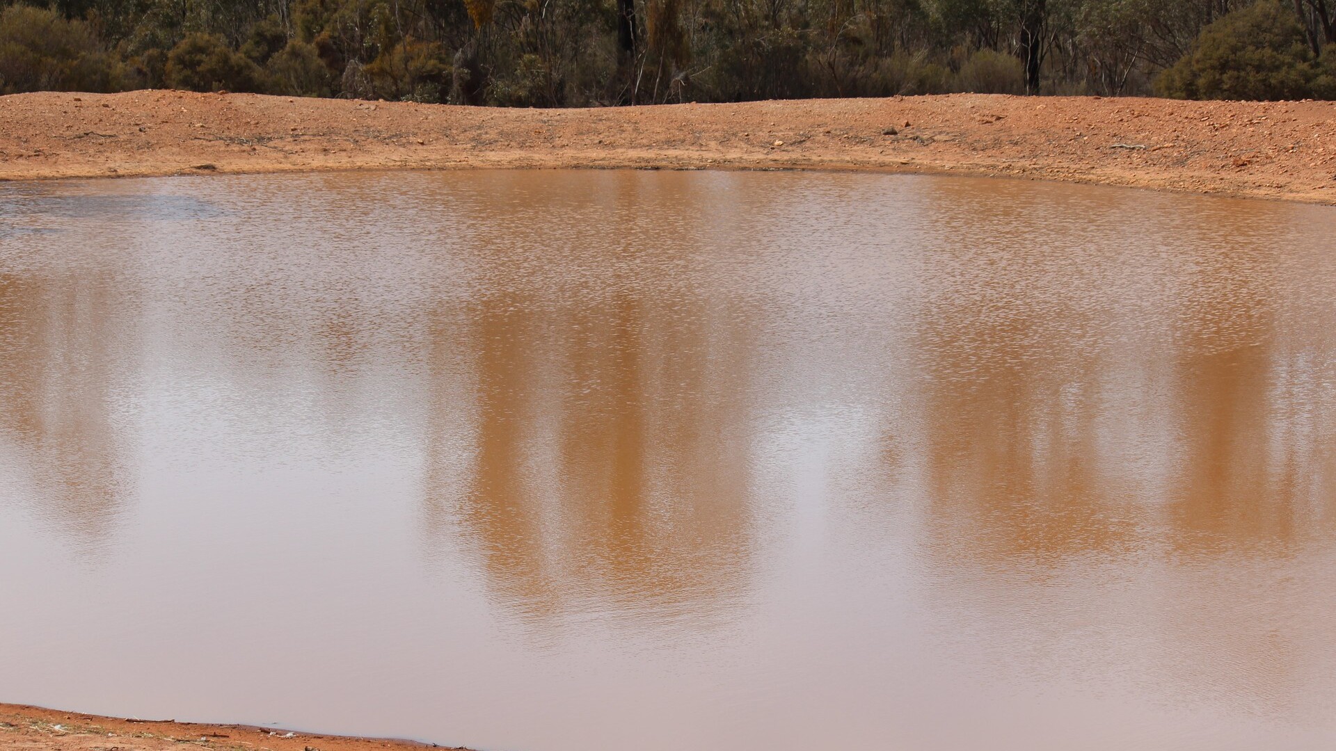 244 Charcoal Tank Road, West Wyalong NSW 2671 - photo 5
