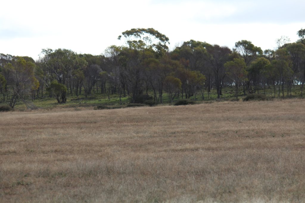 244 Charcoal Tank Road, West Wyalong NSW 2671 - photo 6