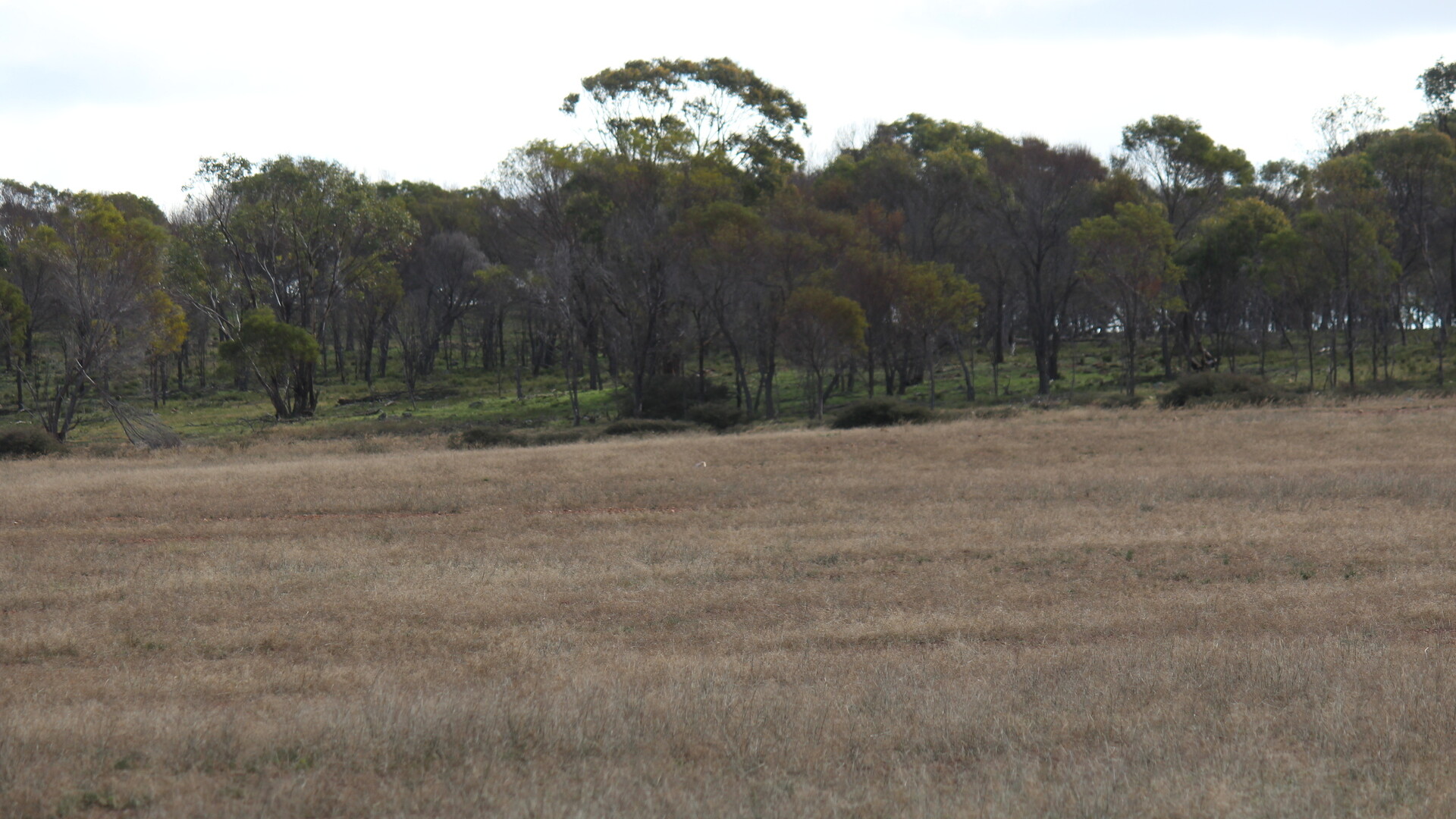 244 Charcoal Tank Road, West Wyalong NSW 2671 - photo 6