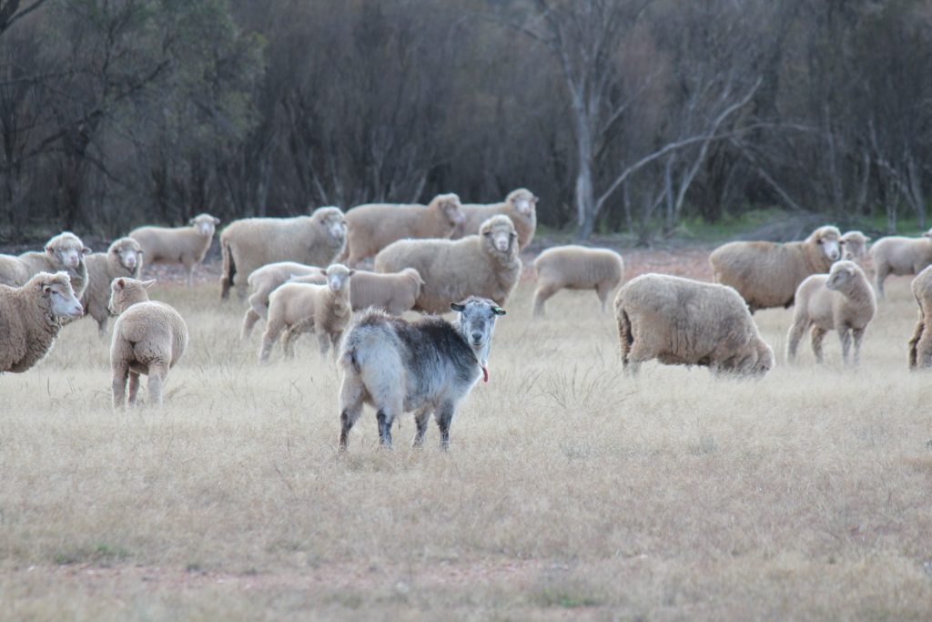 244 Charcoal Tank Road, West Wyalong NSW 2671 - photo 7