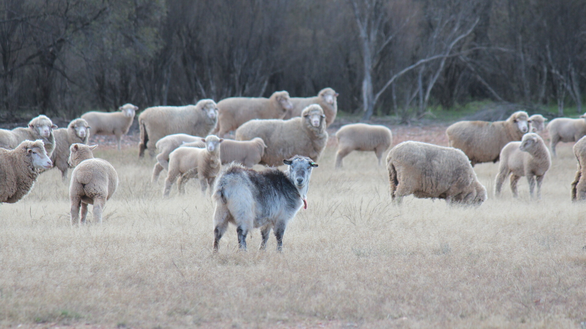 244 Charcoal Tank Road, West Wyalong NSW 2671 - photo 7