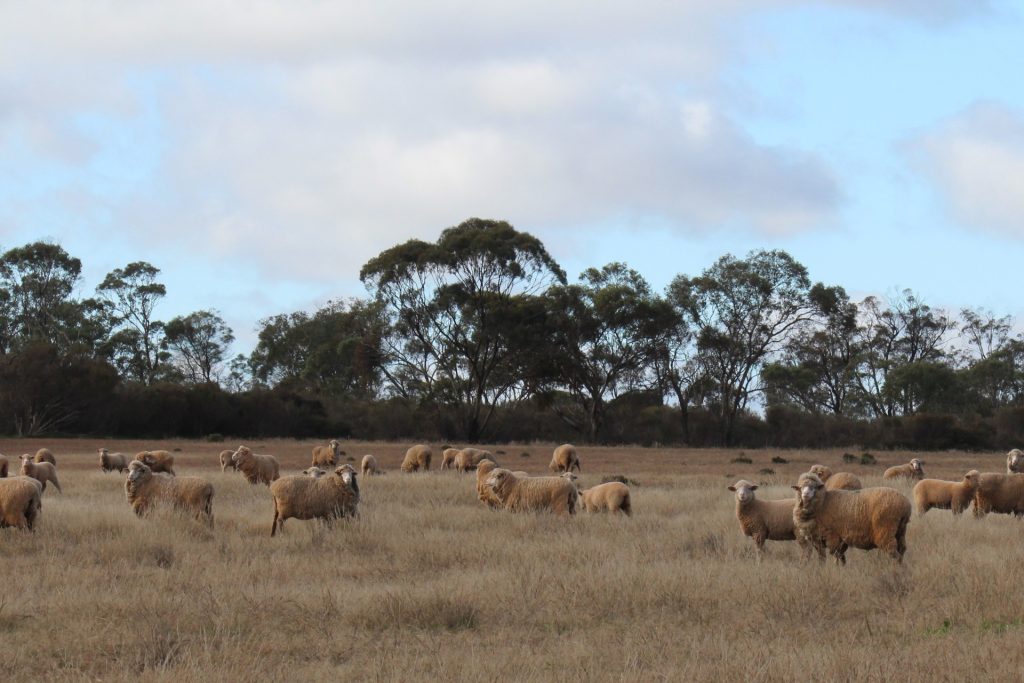 244 Charcoal Tank Road, West Wyalong NSW 2671 - photo 8