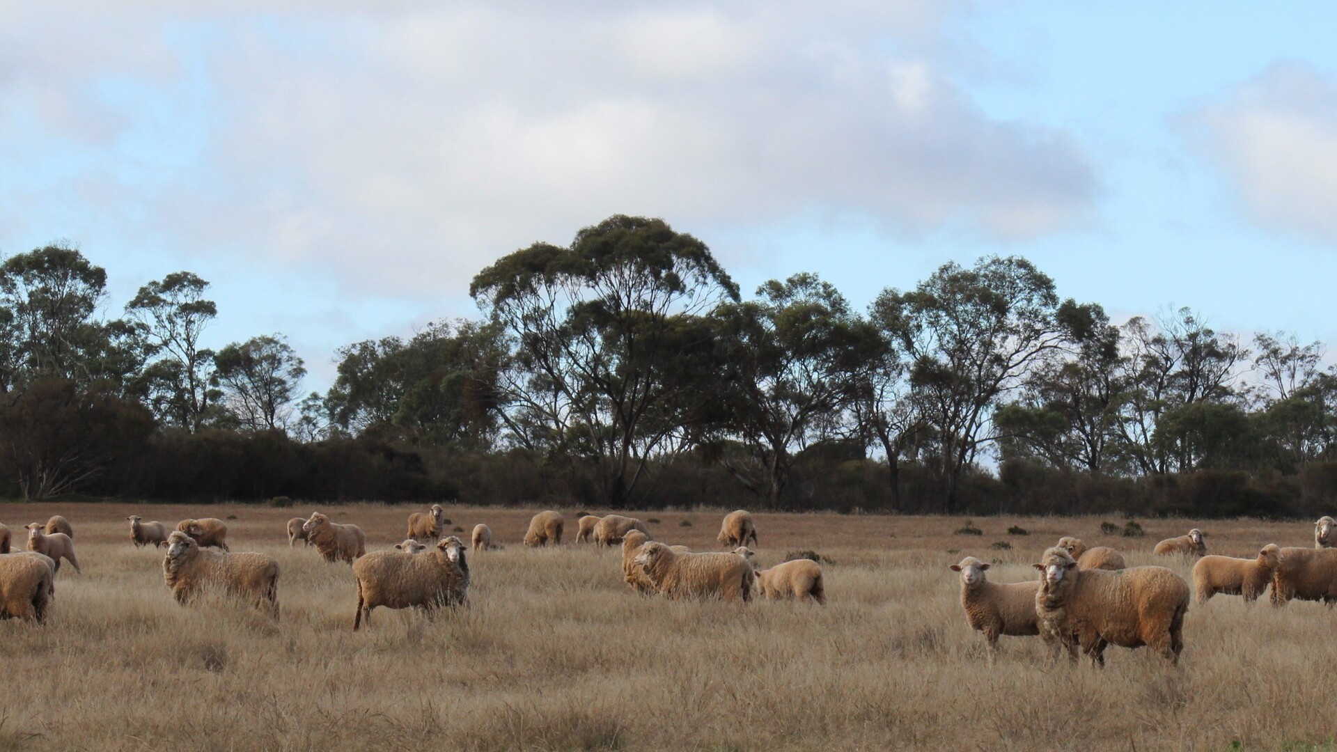 244 Charcoal Tank Road, West Wyalong NSW 2671 - photo 8