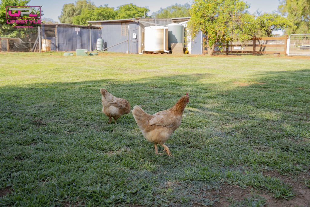 179 Pinehill Road, Narrandera NSW 2700 - photo 14