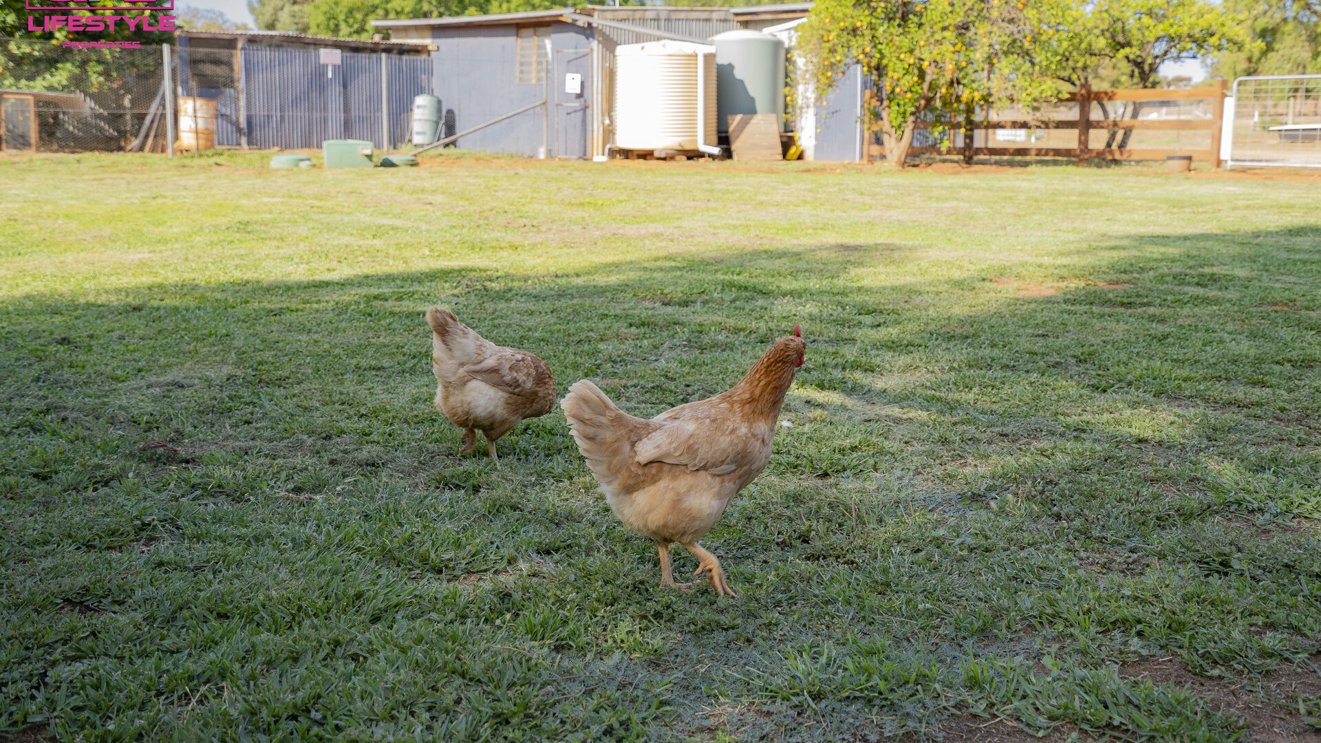 179 Pinehill Road, Narrandera NSW 2700 - photo 14