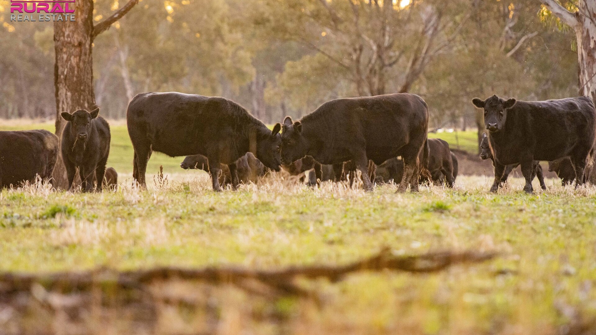 7 Sturt Highway, Narrandera NSW 2700 - photo 11