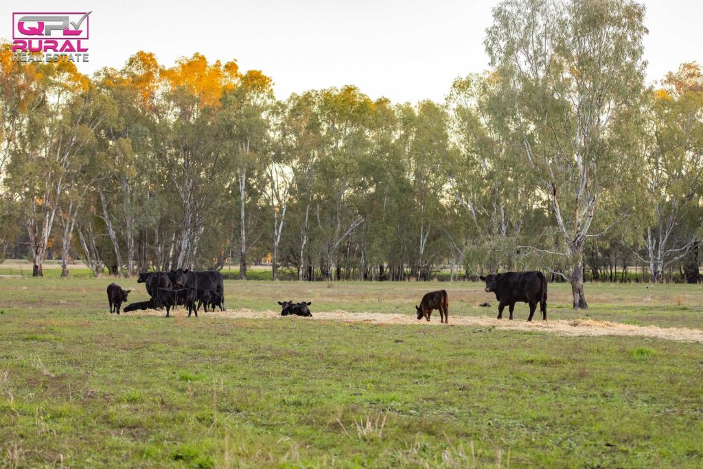 7 Sturt Highway, Narrandera NSW 2700 - photo 13