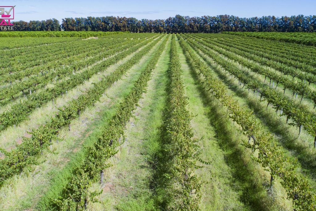 60 Stringer Road, Leeton NSW 2705 - photo 5