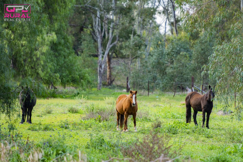 25 Sudgen Street, Narrandera NSW 2700 - photo 5