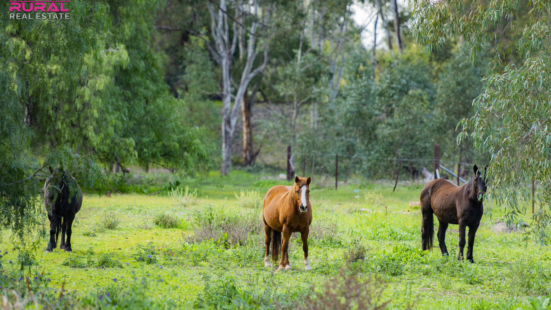25 Sudgen Street, Narrandera NSW 2700 - photo 5