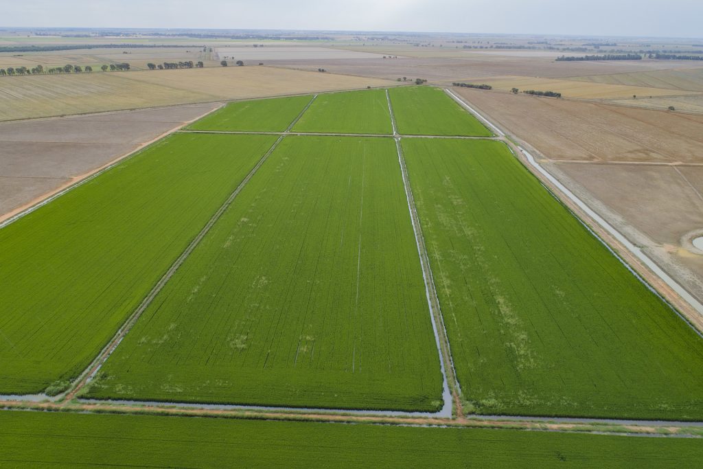 489 McLarty Road, Coleambally NSW 2707 - McGrath Riverina