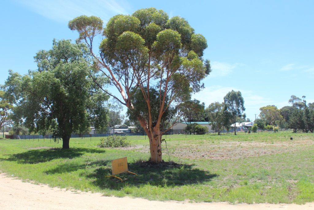 Goree Street, Morundah NSW 2700 - McGrath Riverina