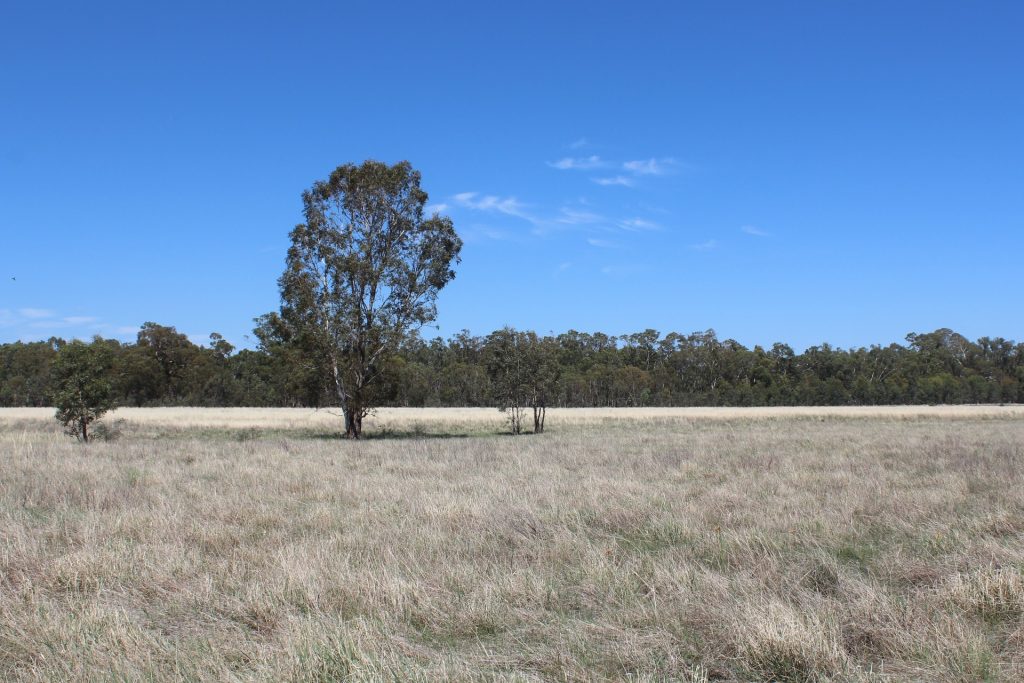 183 O'mahoneys Road, Morundah NSW 2700 - photo 5
