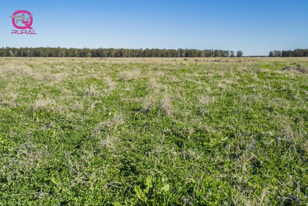 376 Yiddah Road, West Wyalong NSW 2671 - photo 4