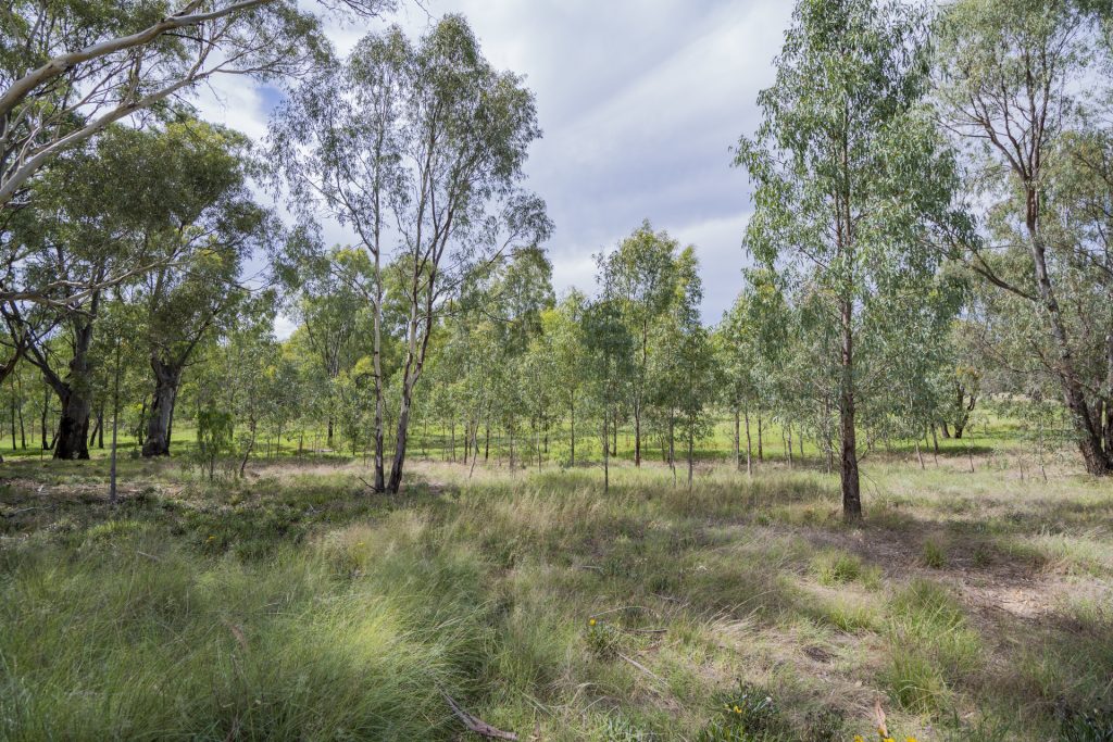 2-4 Hankinson Street, Narrandera NSW 2700 - photo 4