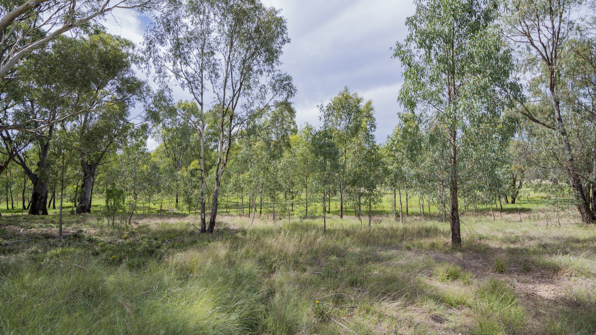 2-4 Hankinson Street, Narrandera NSW 2700 - photo 4