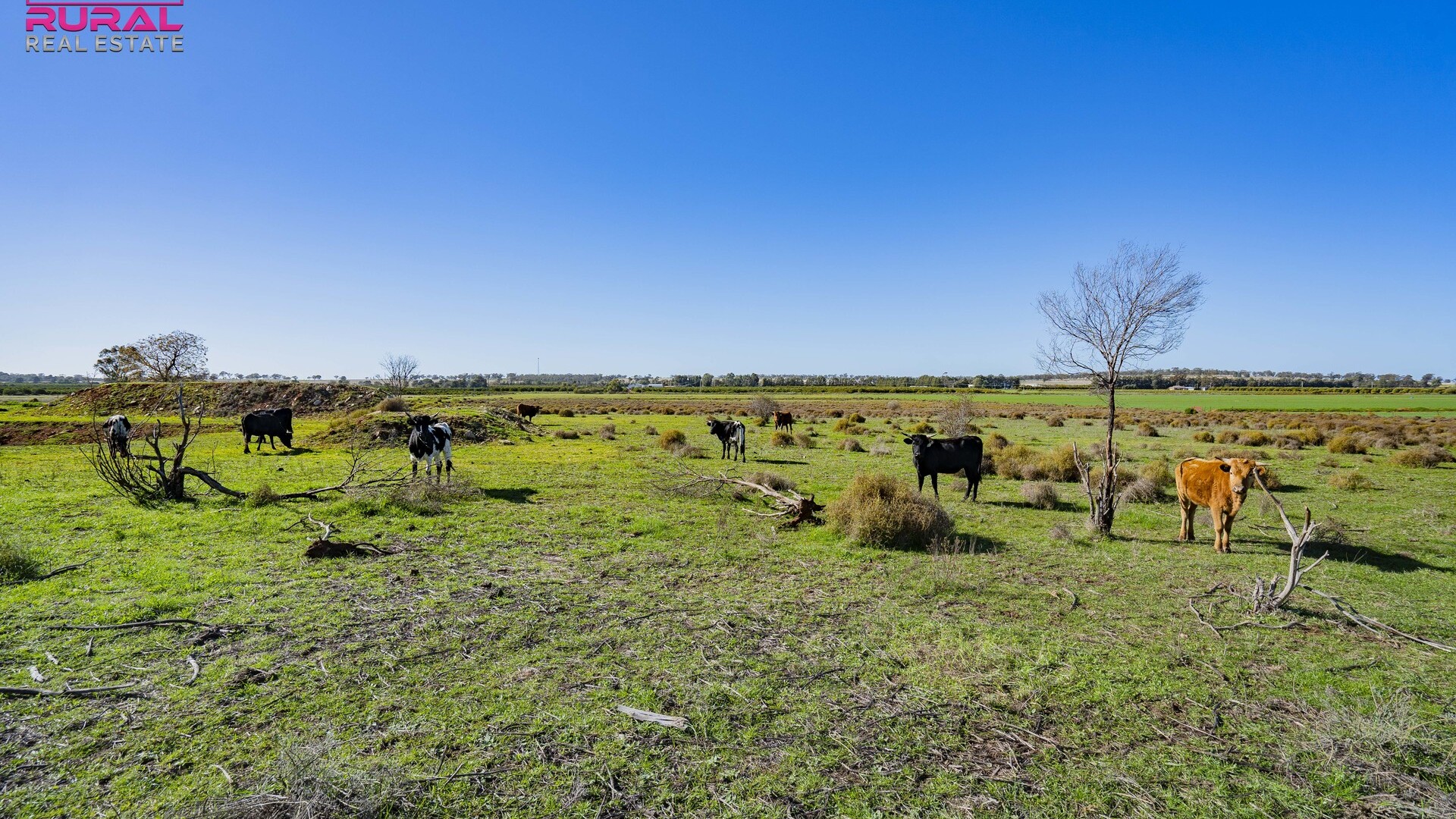 125 Canal Road, Leeton NSW 2705 - photo 6