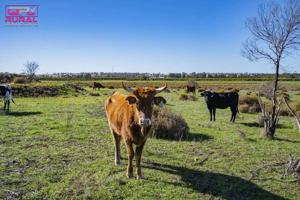 125 Canal Road, Leeton NSW 2705 - photo 7