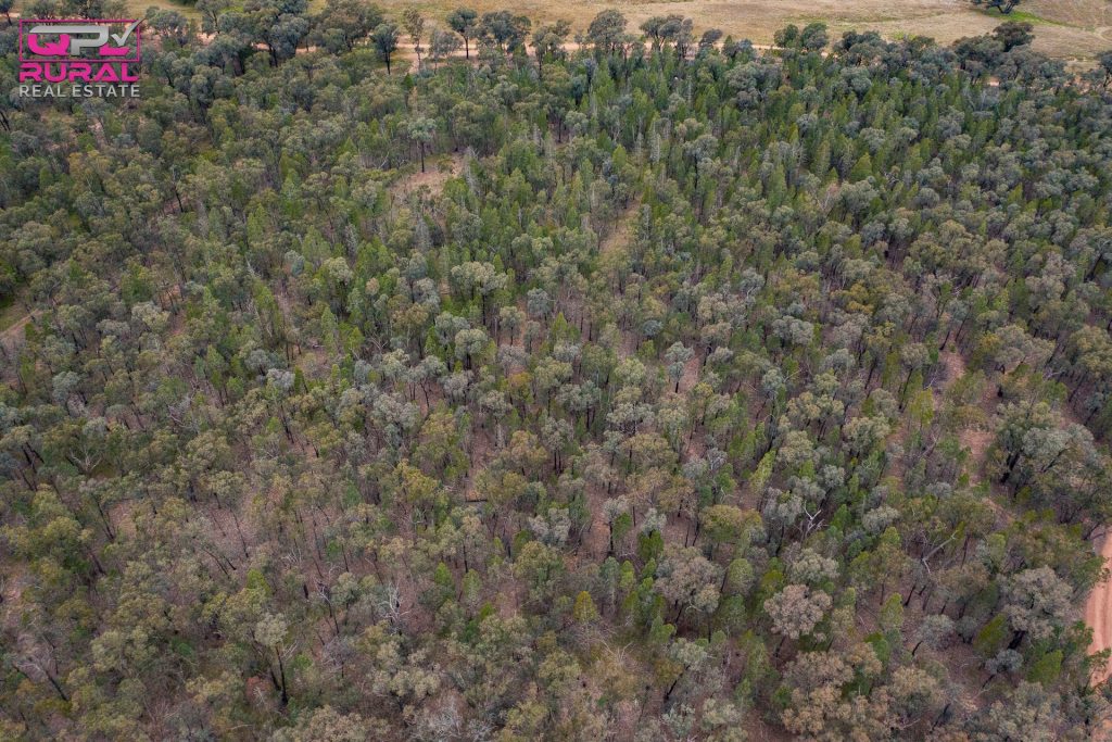 186 Sheriffs Road, Temora NSW 2666 - photo 14