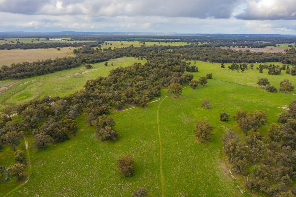 99 Mollys Lagoon Road, Narrandera NSW 2700 - McGrath Riverina