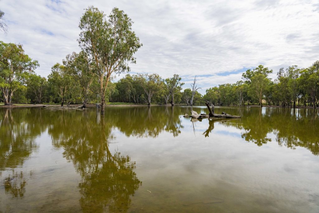 99 Mollys Lagoon Road, Narrandera NSW 2700 - photo 4