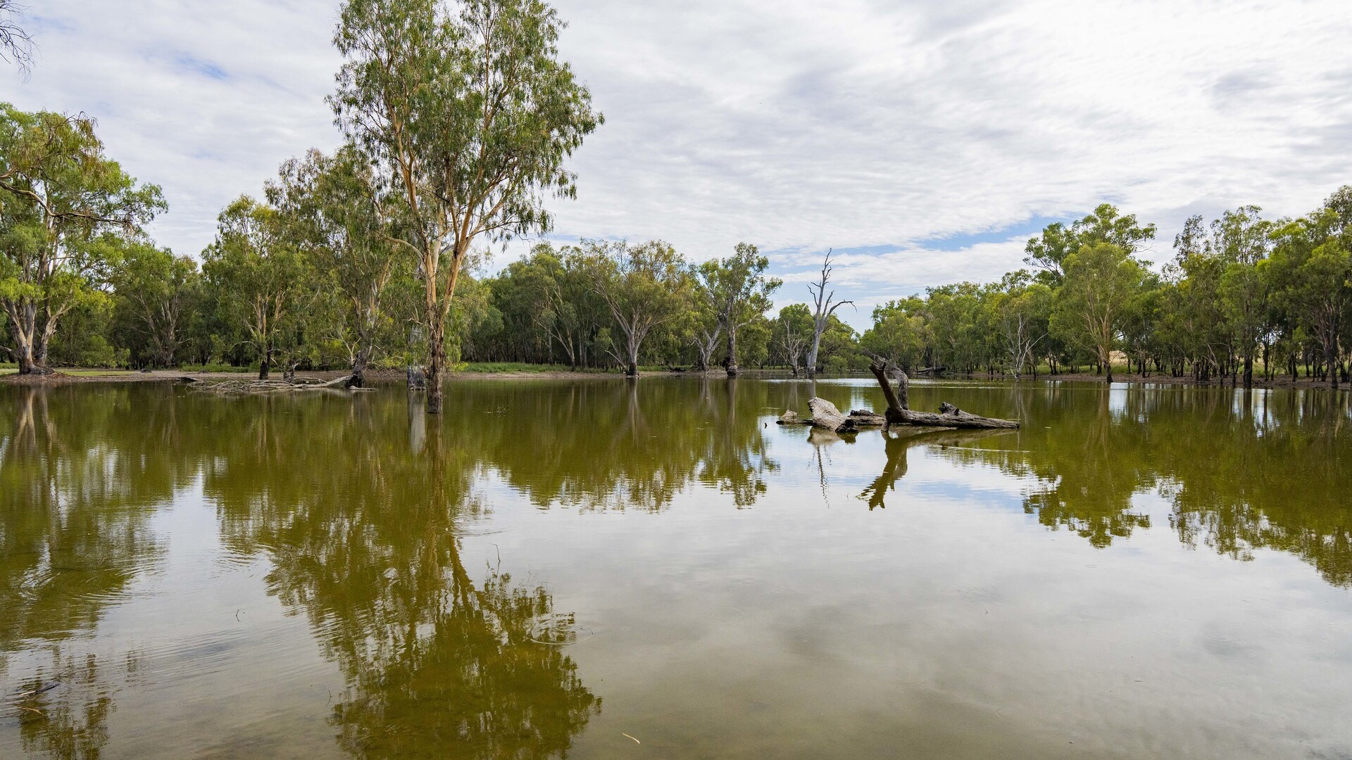 99 Mollys Lagoon Road, Narrandera NSW 2700 - photo 4